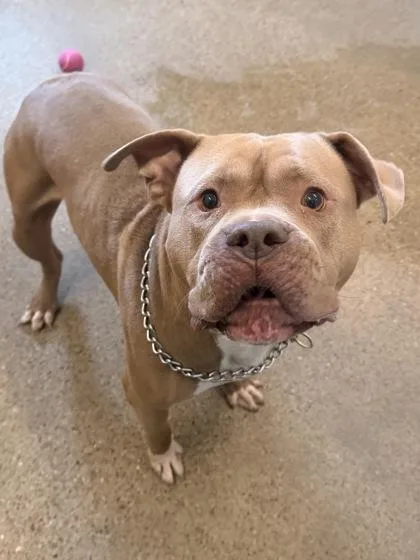 A young large-sized male Brown / Chocolate Pit Bull Terrier dog named Mushmelon for adoption in Cleveland, OH