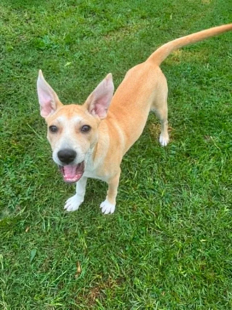 A baby medium-sized male Mixed Breed dog named Sanja for adoption in Fond Du Lac, WI