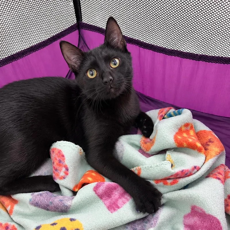 A baby small-sized male Black Domestic Short Hair cat named Gomez for adoption in Gibsonia, PA