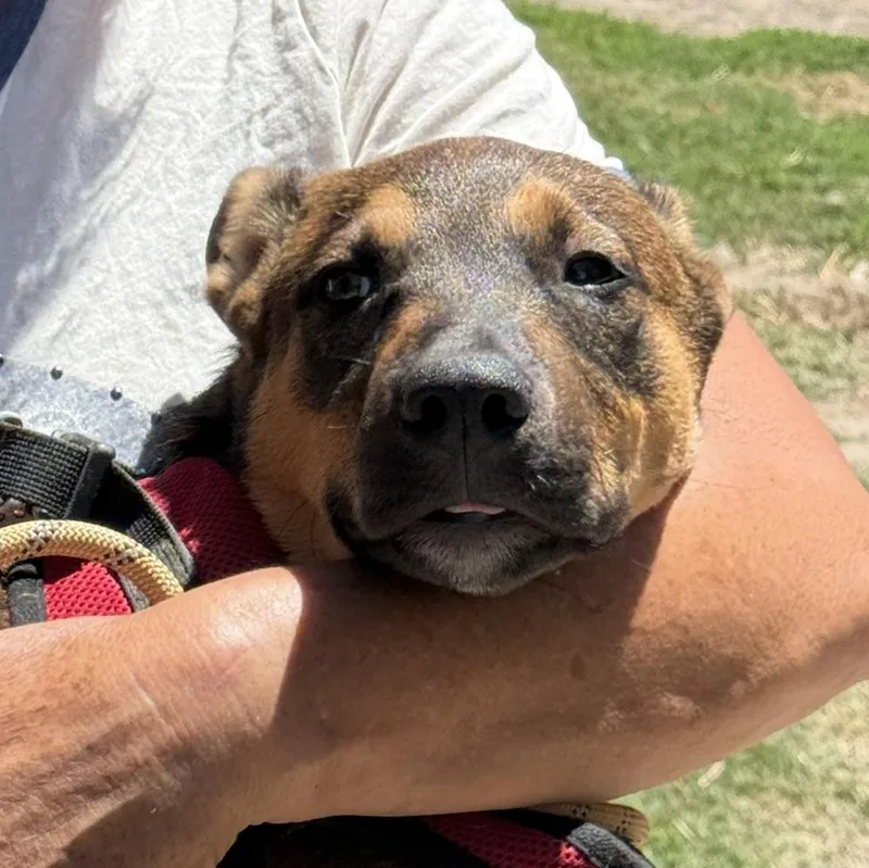 A young small-sized female German Shepherd Dog dog named Caramel for adoption in Petaluma, CA