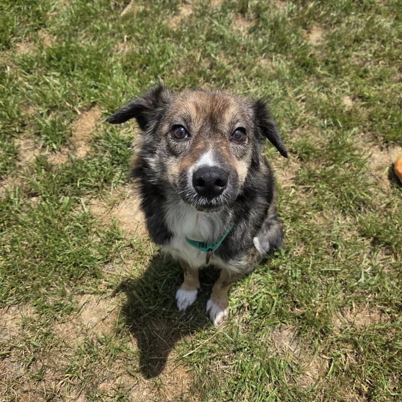 An adult medium-sized male Bicolor Border Collie dog named Huckleberry for adoption in Shepherdsville, KY