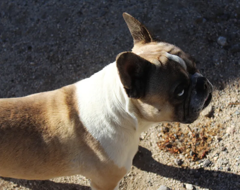 Rocky thumbnail 2