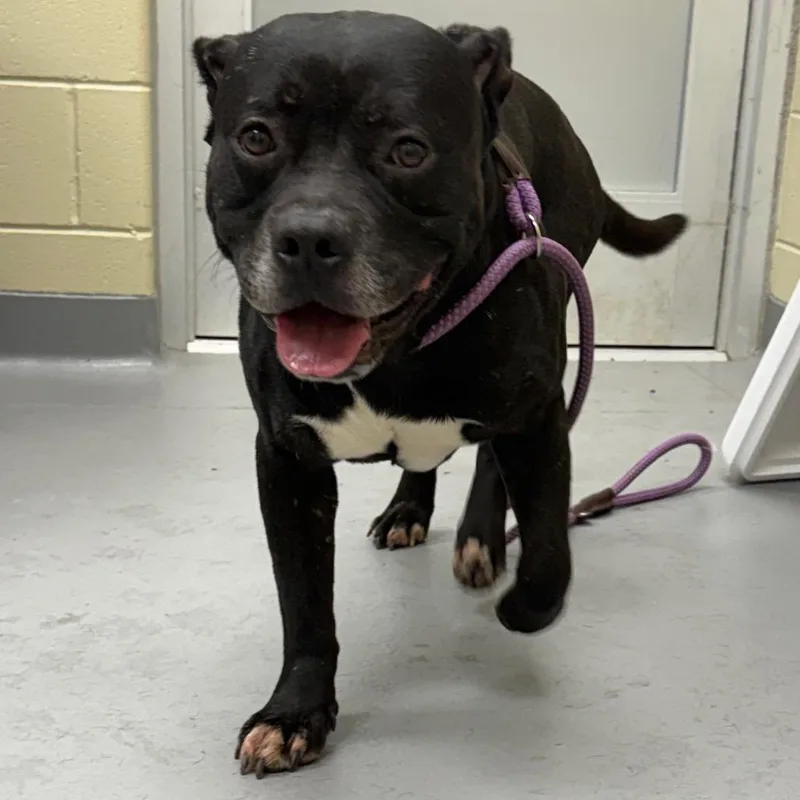 An adult medium-sized male Black Mixed Breed dog named Straythavenue"dapster" for adoption in Columbus, GA