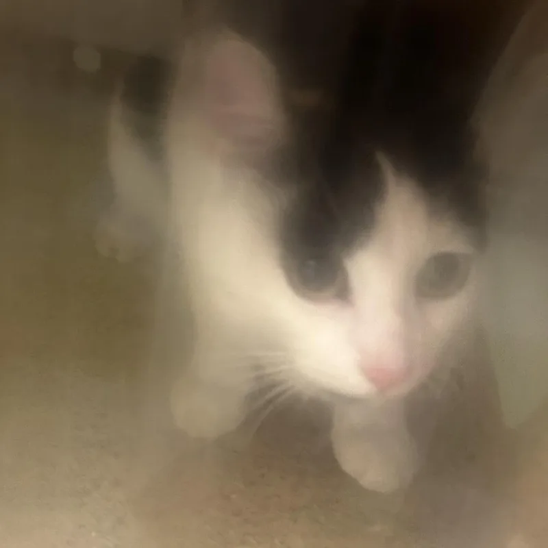 A young medium-sized female Black Domestic Short Hair cat named Print for adoption in Philadelphia, PA