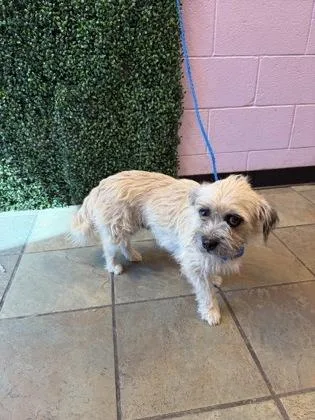 An adult small-sized female Brown / Chocolate Maltese dog named Bayle for adoption in El Paso, TX