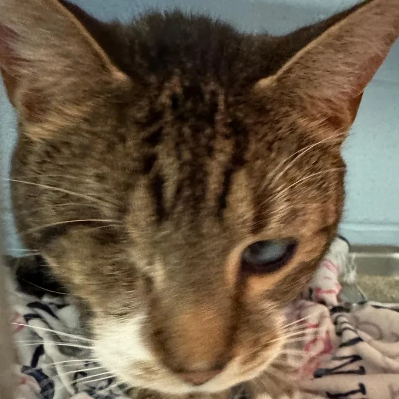 An adult large-sized male Brown / Chocolate Domestic Short Hair cat named Cutie for adoption in Lakewood, CO