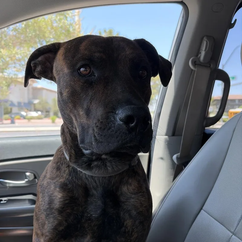 An adult medium-sized male Brindle American Staffordshire Terrier dog named BoulderSunset Stray for adoption in Henderson, NV