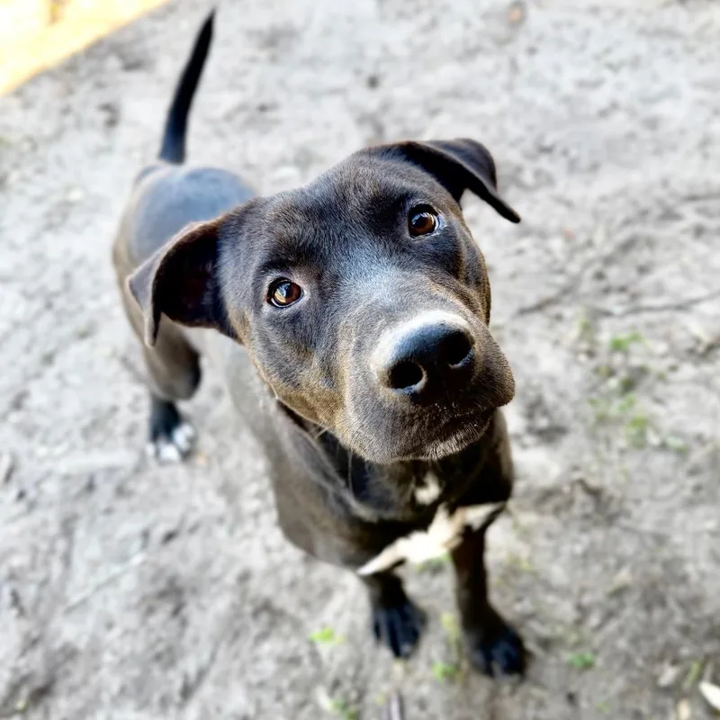 An adult medium-sized male Mixed Breed dog named Hamilton for adoption in Milton, FL