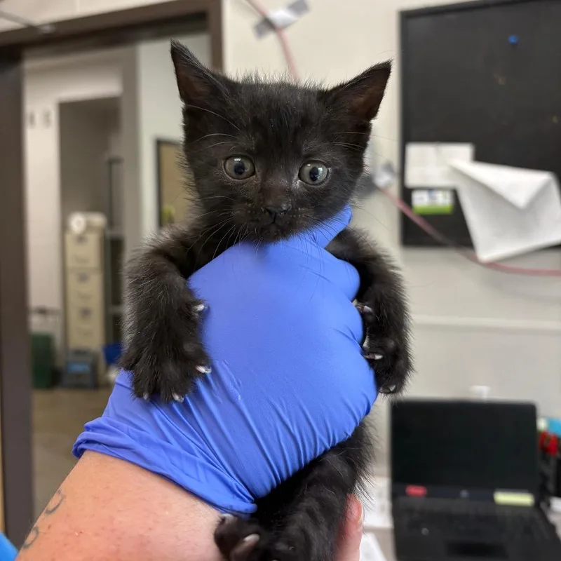 A baby small-sized female Black Domestic Short Hair cat named Guava Pie for adoption in Columbiana, AL