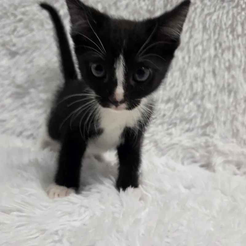 A baby small-sized female Black Domestic Short Hair cat named Exclamation for adoption in Brea, CA