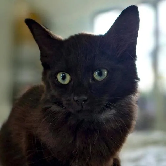 A baby medium-sized male Black Domestic Medium Hair cat named Baguette for adoption in Chapel Hill, NC