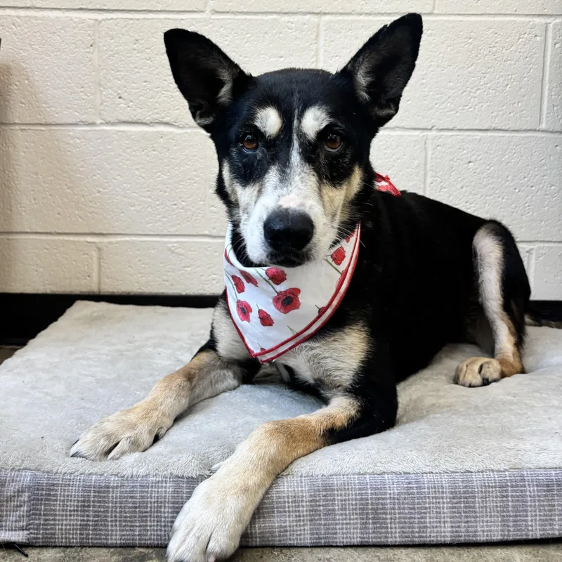 An adult large-sized female Black German Shepherd Dog dog named Sega for adoption in Collierville, TN