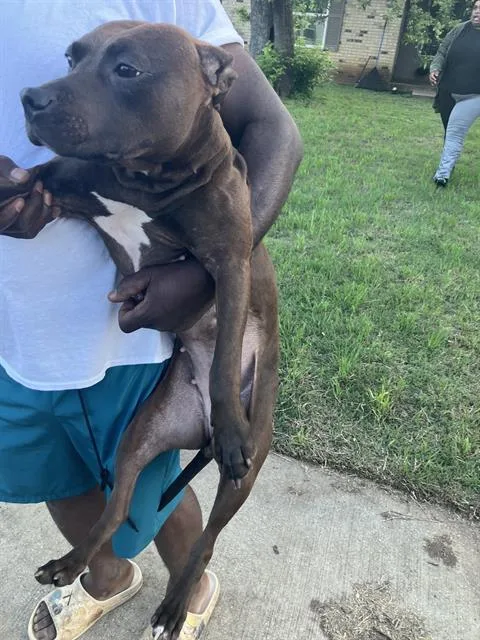 An adult medium-sized female Mixed Breed dog named Nuppy for adoption in Dallas, TX