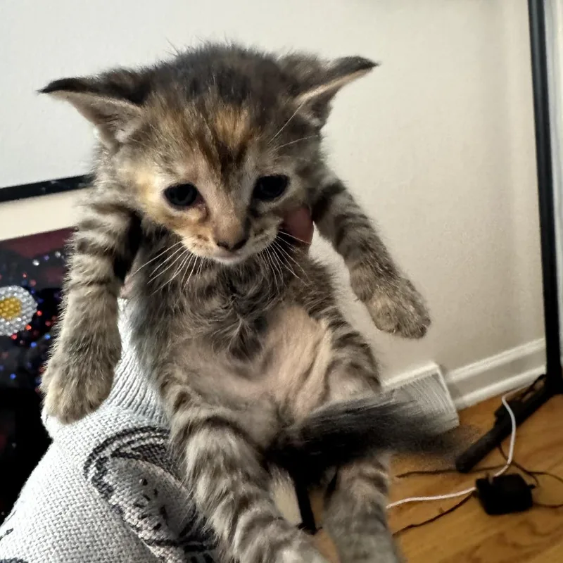 Fluff thumbnail 3