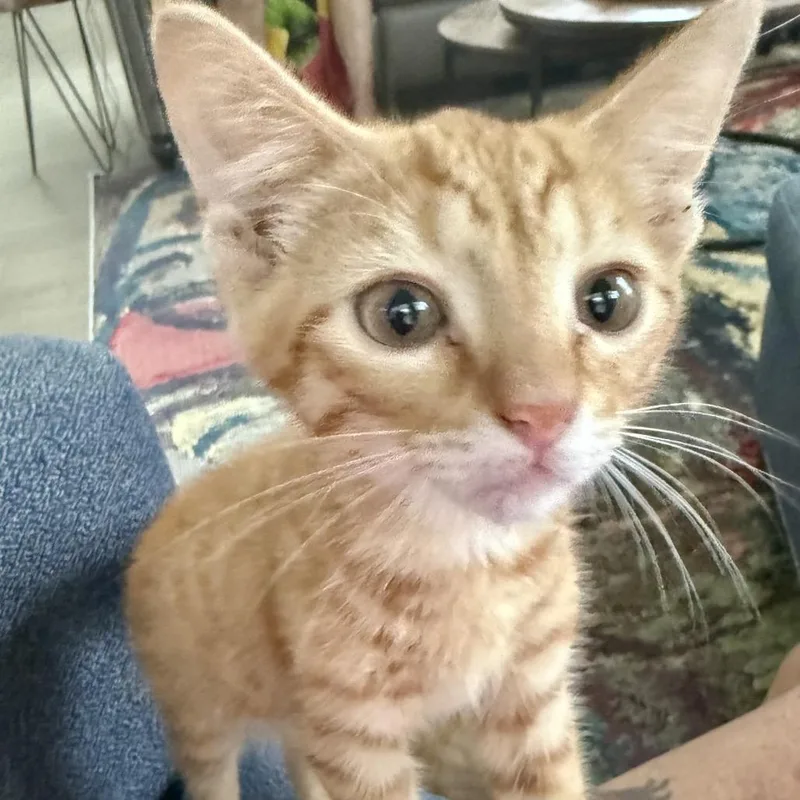 A baby small-sized male Orange / Red Domestic Short Hair cat named Ollie for adoption in League City, TX