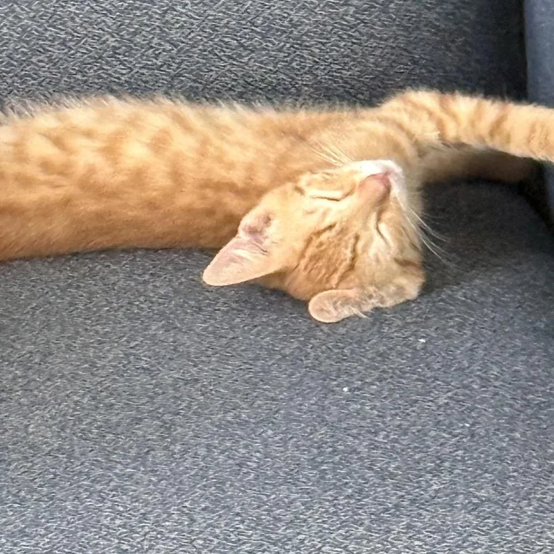 Ollie thumbnail 2