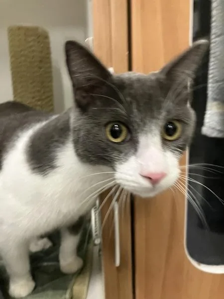 A young medium-sized male Domestic Short Hair cat named Peverell for adoption in El Cajon, CA