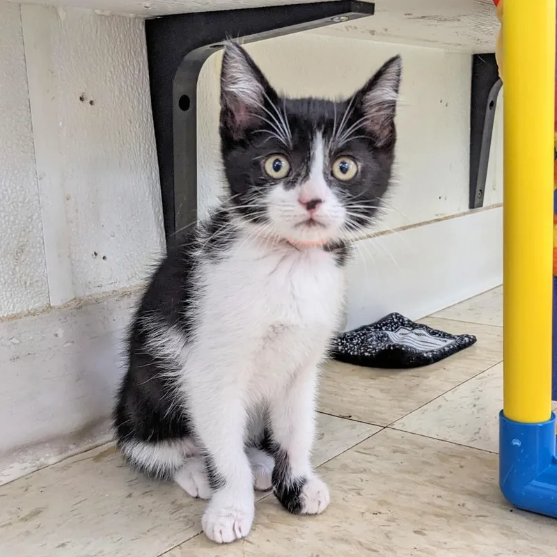 A baby small-sized male Black Domestic Short Hair cat named Trace Pl for adoption in Union, MO