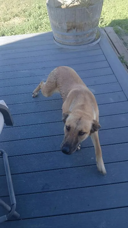 An adult medium-sized female Yellow / Tan / Blond / Fawn German Shepherd Dog named Lyndee for adoption in North Bend, WA