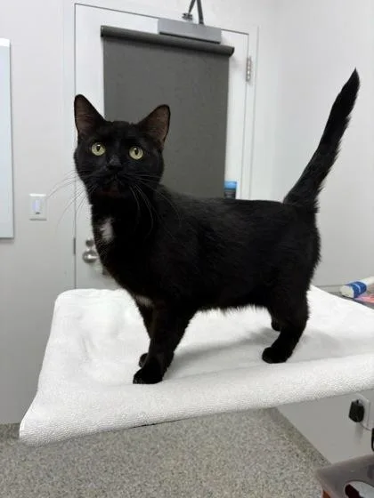 An adult medium-sized female Black Domestic Short Hair cat named Violet for adoption in Kansas City, MO