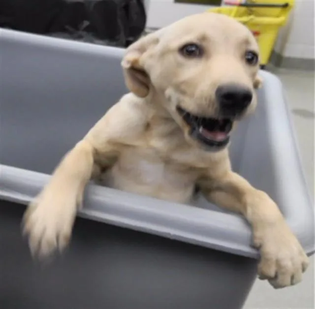 A baby small-sized female Labrador Retriever dog named Super Duper Mart for adoption in Omaha, NE