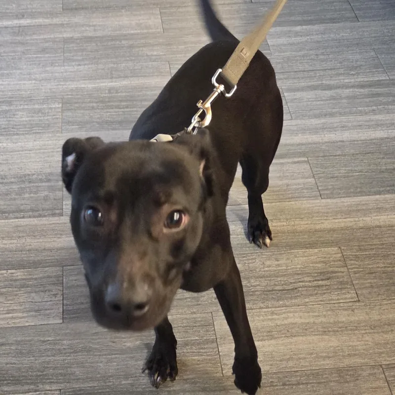 A young medium-sized female Black Mixed Breed dog named Courtney Love for adoption in Jacksonville, FL