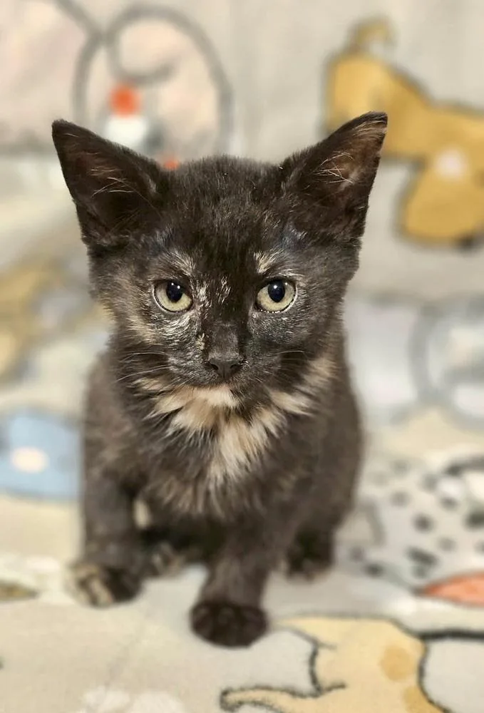 A baby small-sized female Black & White / Tuxedo Domestic Short Hair cat named Blue Bonnet for adoption in Chicago, IL