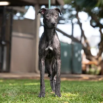 An adult medium-sized male Mixed Breed dog named Bronson for adoption in Honolulu, HI