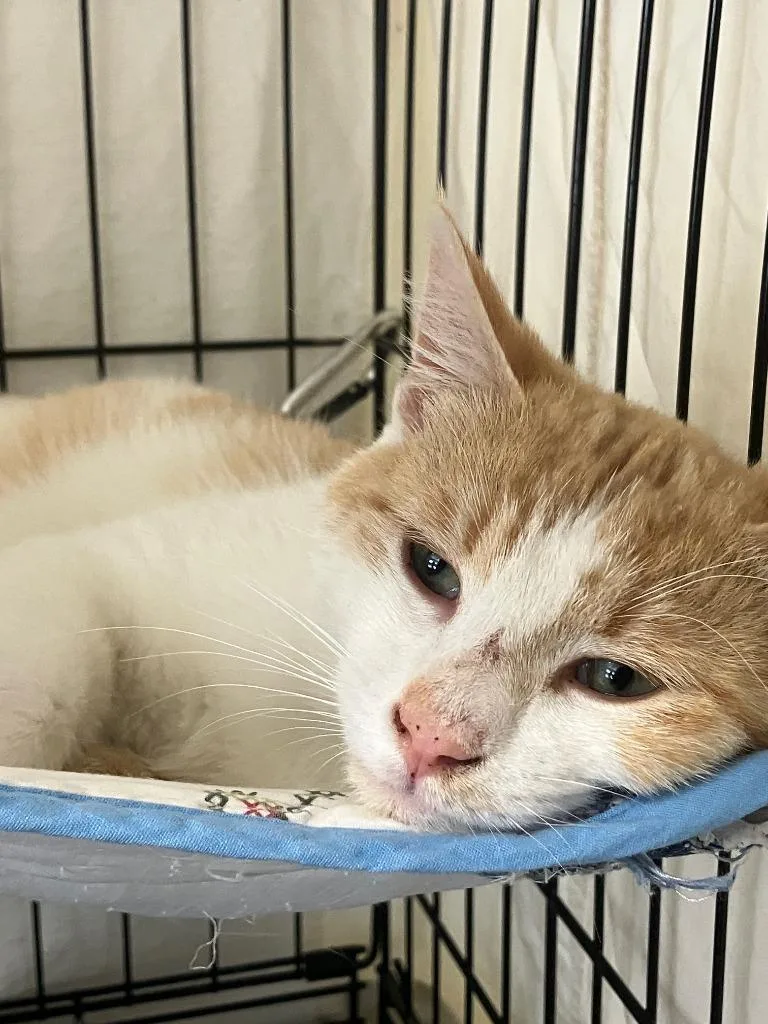 A baby medium-sized male Domestic Short Hair cat named Rudy for adoption in Lunenburg, MA