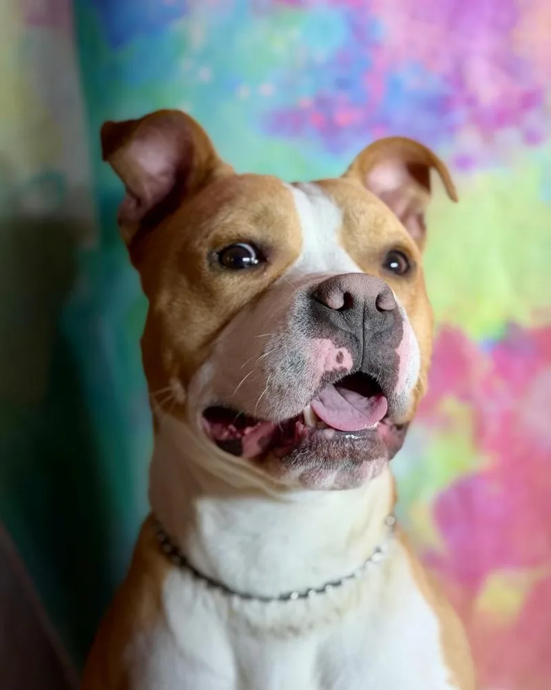 A young medium-sized male Terrier dog named Ham for adoption in Wintersville, OH