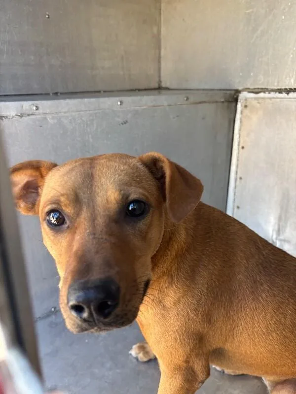 A young medium-sized female Brown / Chocolate Mixed Breed dog named Sue for adoption in Mobile, AL