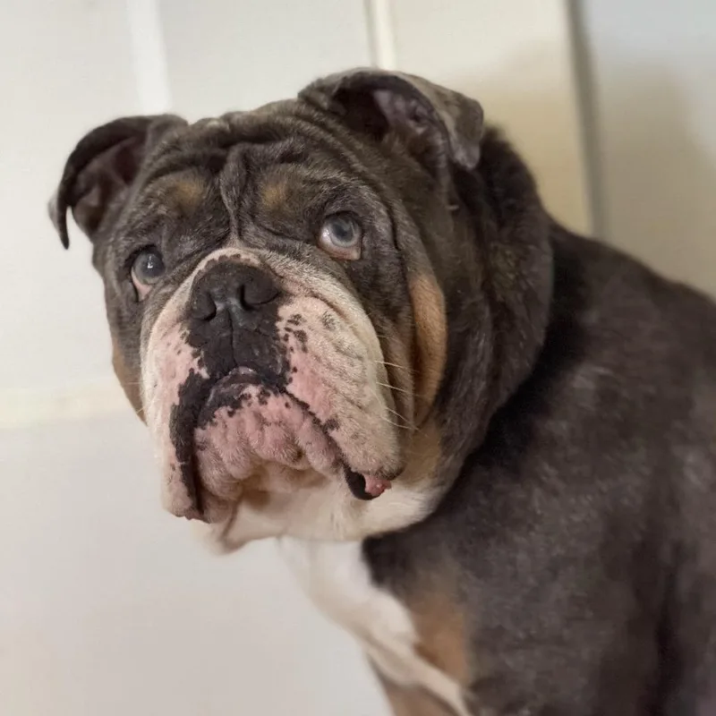 An adult medium-sized female English Bulldog dog named Henny for adoption in Stokesdale, NC