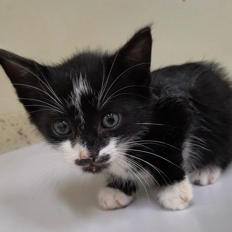 A baby small-sized male Black Domestic Short Hair cat named Coriolanus for adoption in Auburn, AL