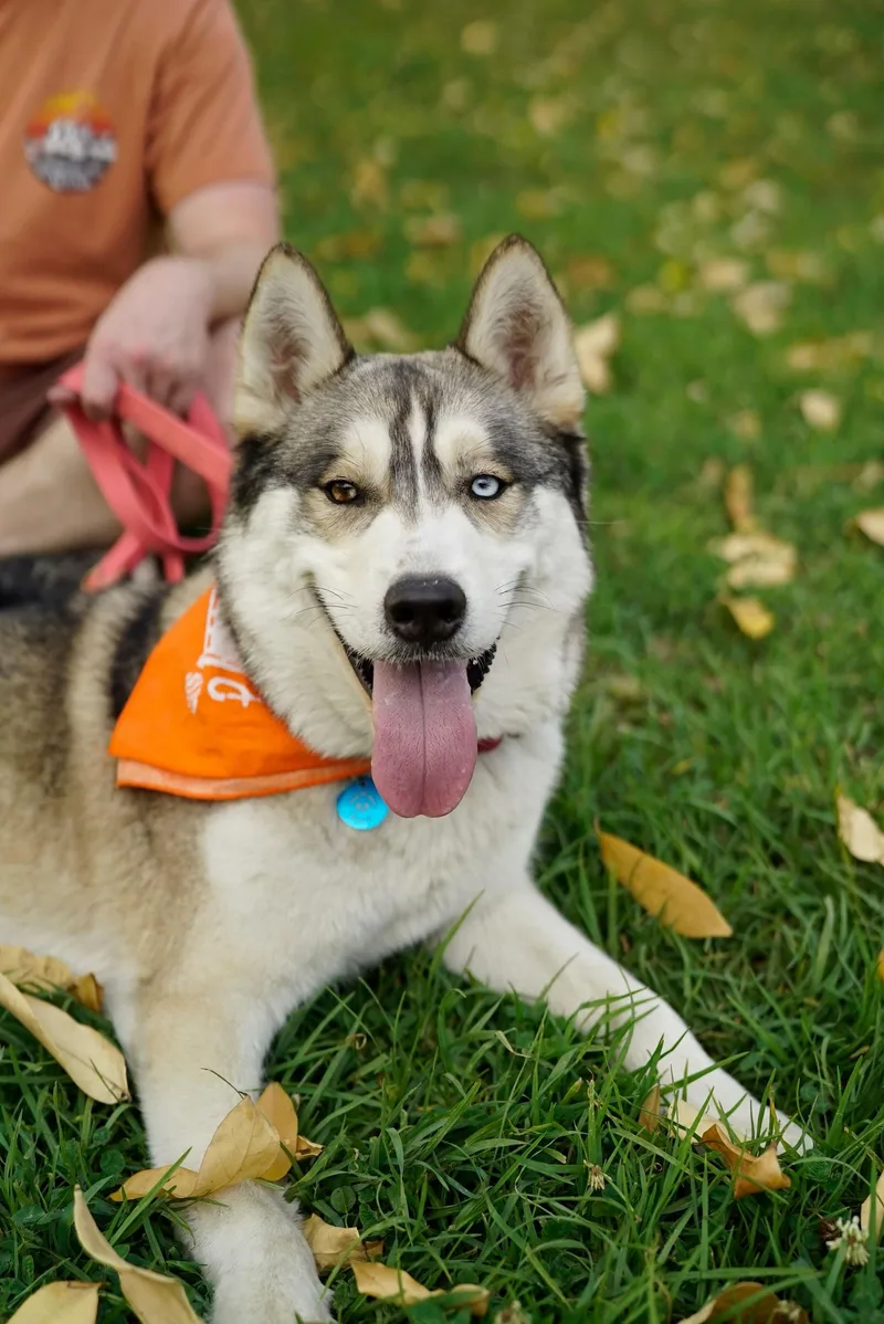 An adult medium-sized male Husky dog named Panda for adoption in Pasadena, CA