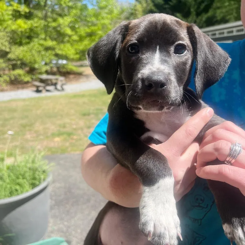 A baby medium-sized female Black Mixed Breed dog named Zippitydoo for adoption in Fredericksburg, VA