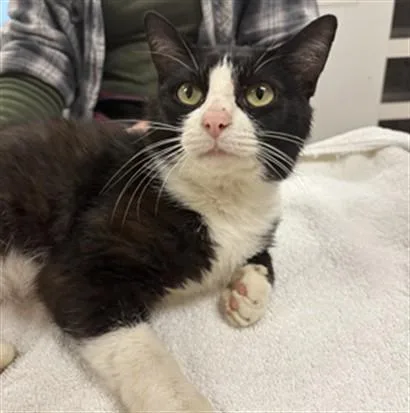 An adult small-sized male Domestic Short Hair cat named Flash for adoption in Aliquippa, PA