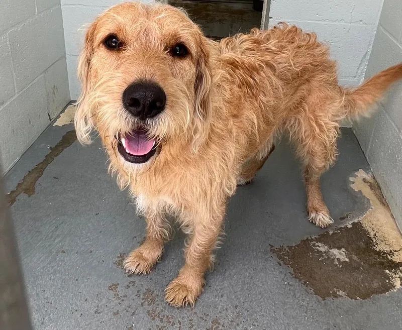 A baby large-sized male Golden Retriever dog named Dino for adoption in Labelle, FL