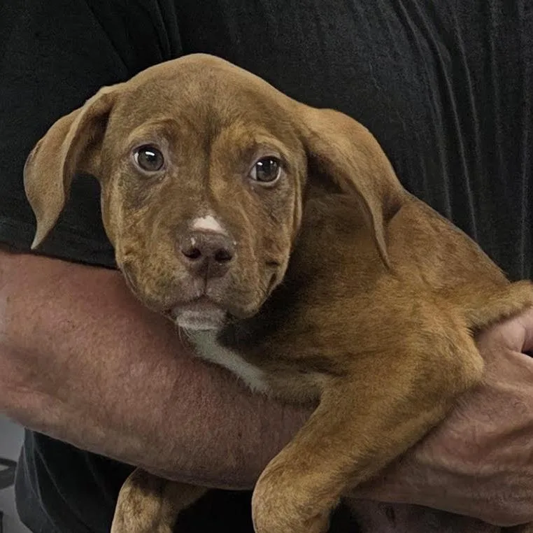 A baby small-sized male Brindle Boxer dog named Declan for adoption in Camden, DE