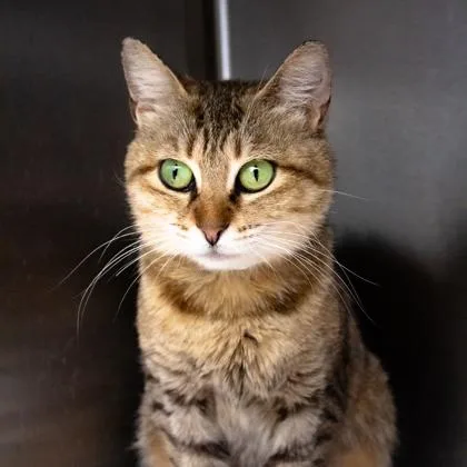 An adult small-sized female Buff / Tan / Fawn Domestic Short Hair cat named Niles for adoption in Atlanta, GA