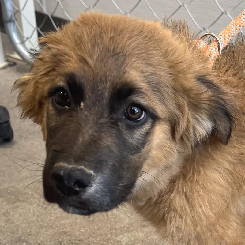 A baby medium-sized male Sable Mixed Breed dog named Haymitch for adoption in Las Cruces, NM