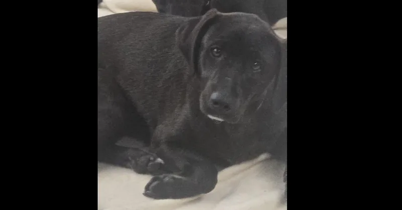 A young large-sized female Black Mixed Breed dog named Elle for adoption in Groveland, MA