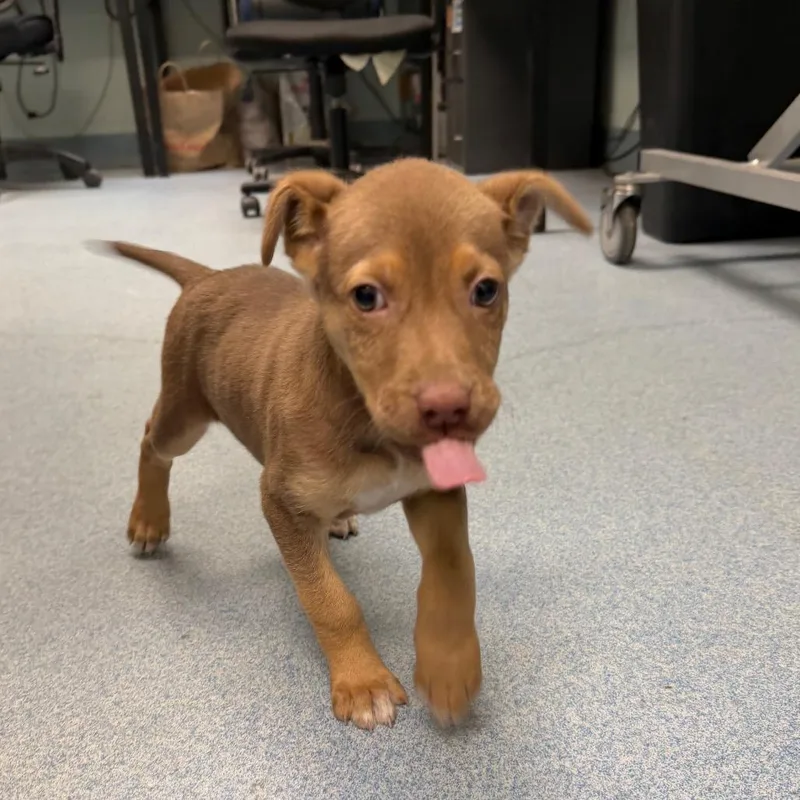 A baby small-sized female Shepherd dog named Minnow for adoption in East Hanover, NJ