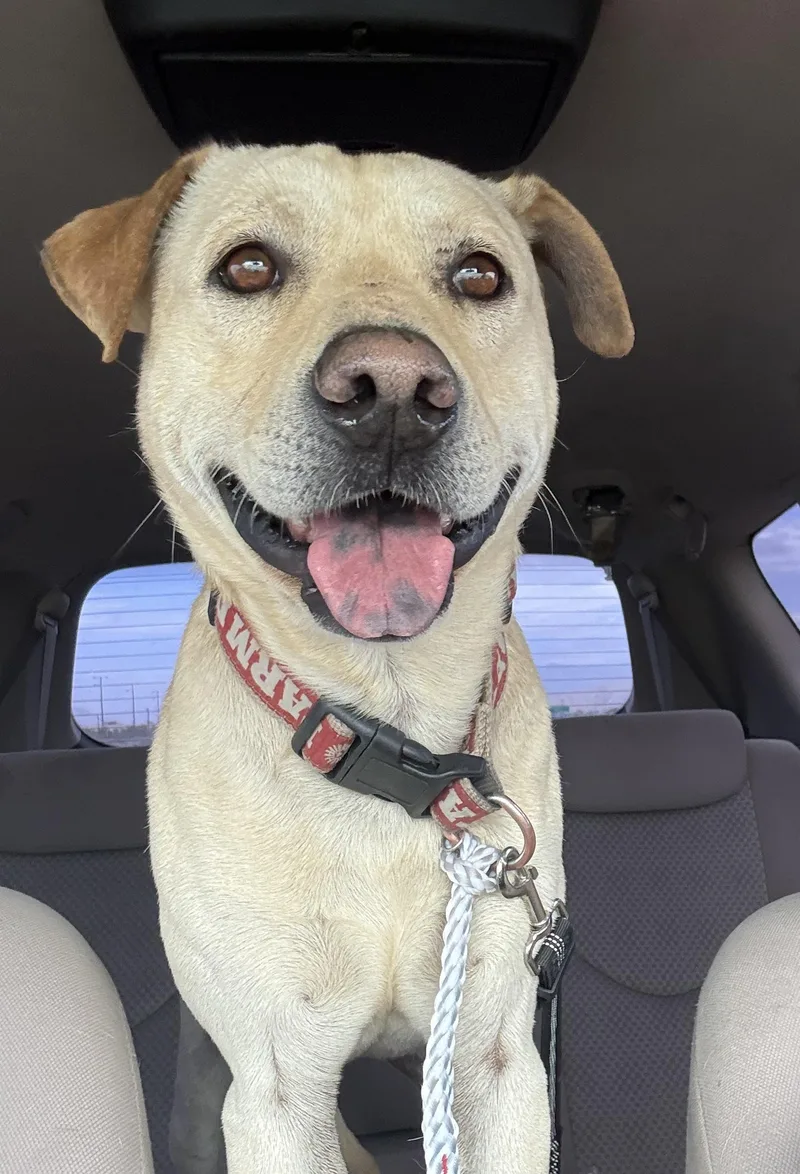 An adult large-sized male Shar-Pei dog named Jack for adoption in Palm desert, CA