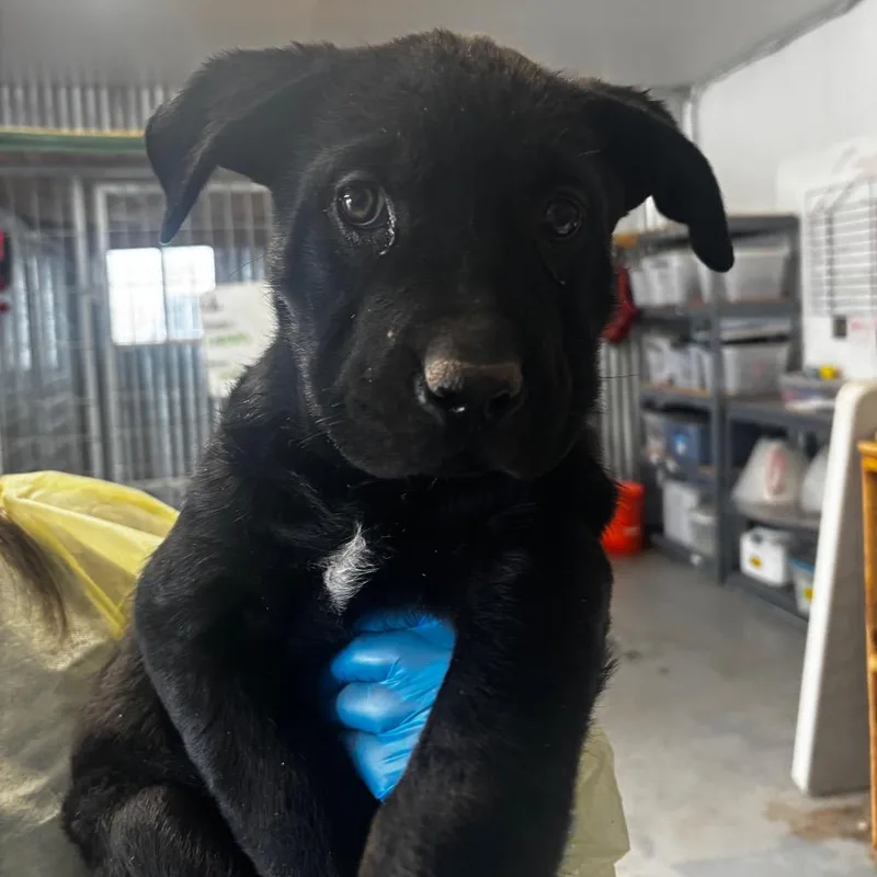 A baby medium-sized female Black Mixed Breed dog named Fatness for adoption in Moab, UT