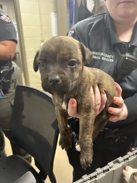 A baby medium-sized female Pit Bull Terrier dog named Giblets for adoption in Covington, GA