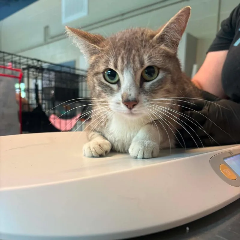 An adult medium-sized female Gray / Blue / Silver Domestic Short Hair cat named Pearl for adoption in Huntington, WV