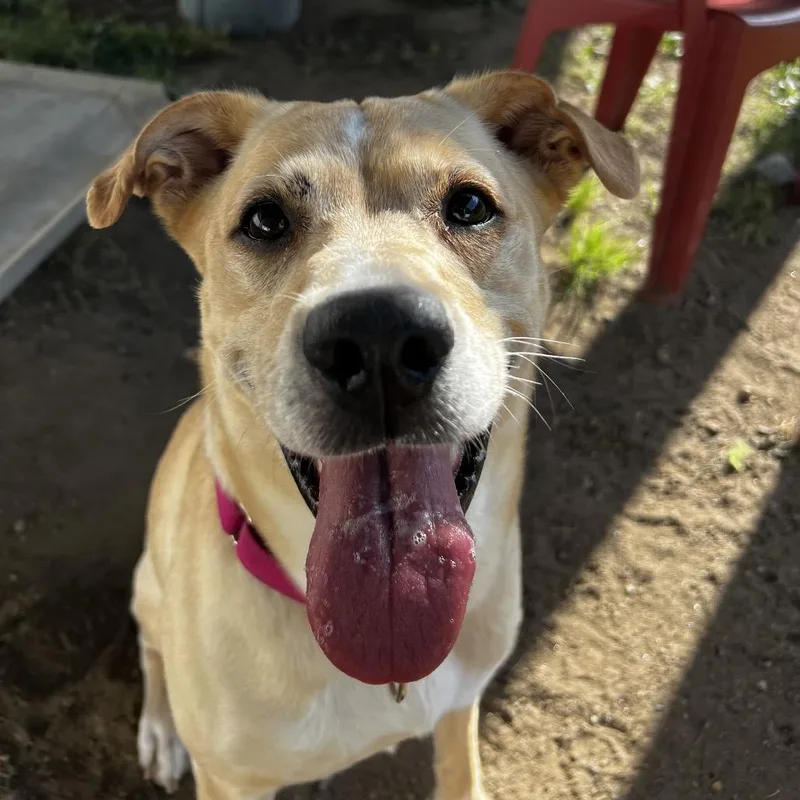 An adult medium-sized female Yellow Labrador Retriever dog named Dixie for adoption in Concord, NH