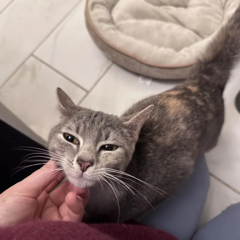 An adult medium-sized female Gray / Blue / Silver Domestic Short Hair cat named Kelly for adoption in Gibsonia, PA