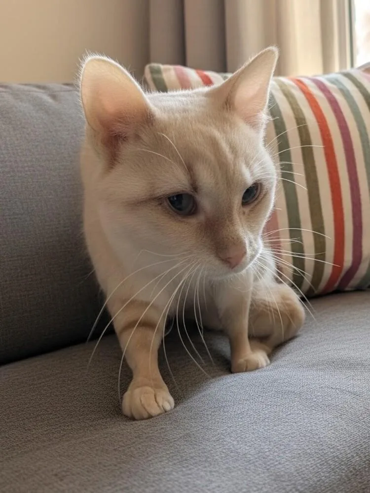 An adult small-sized female Domestic Short Hair cat named Pumpkin Pie for adoption in Ocala, FL