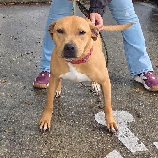 An adult medium-sized male Brown / Chocolate Mixed Breed dog named Barry for adoption in Titusville, FL